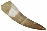 Fossil Plesiosaur (Zarafasaura) Tooth - Morocco #354687-1